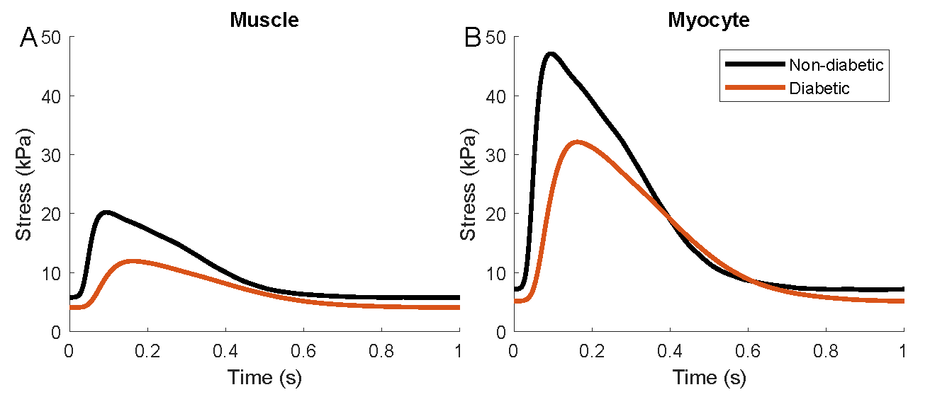 Reproduction of Figure 5 in  using the MATLAB script. This demonstrates simulation of isometric contractions in both models, scaled to the muscle as well as a single myocyte.